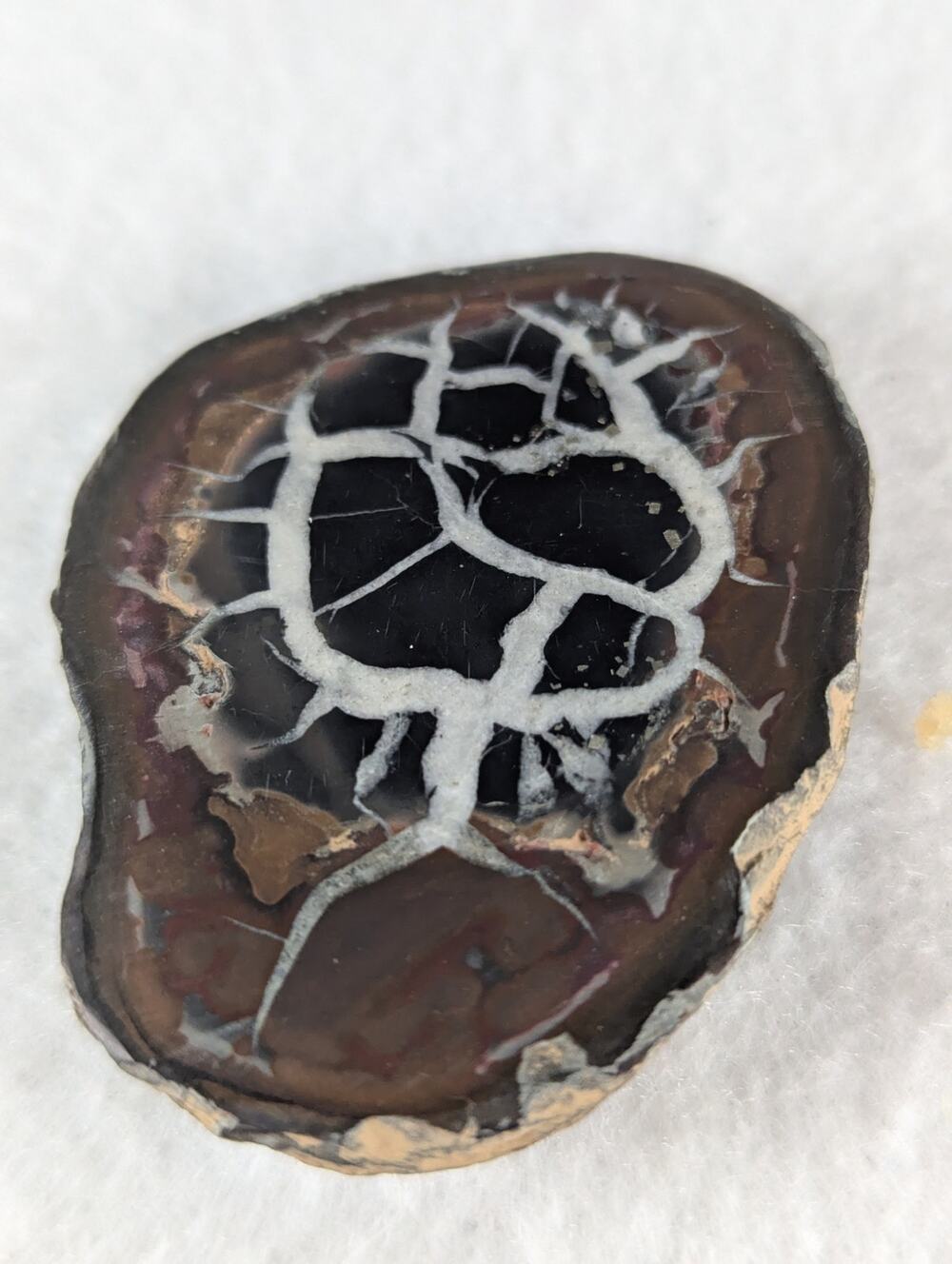 Dragon Stone Septarian slice fossil 41 x 55mm 35.5 grams Thunder egg NWOT